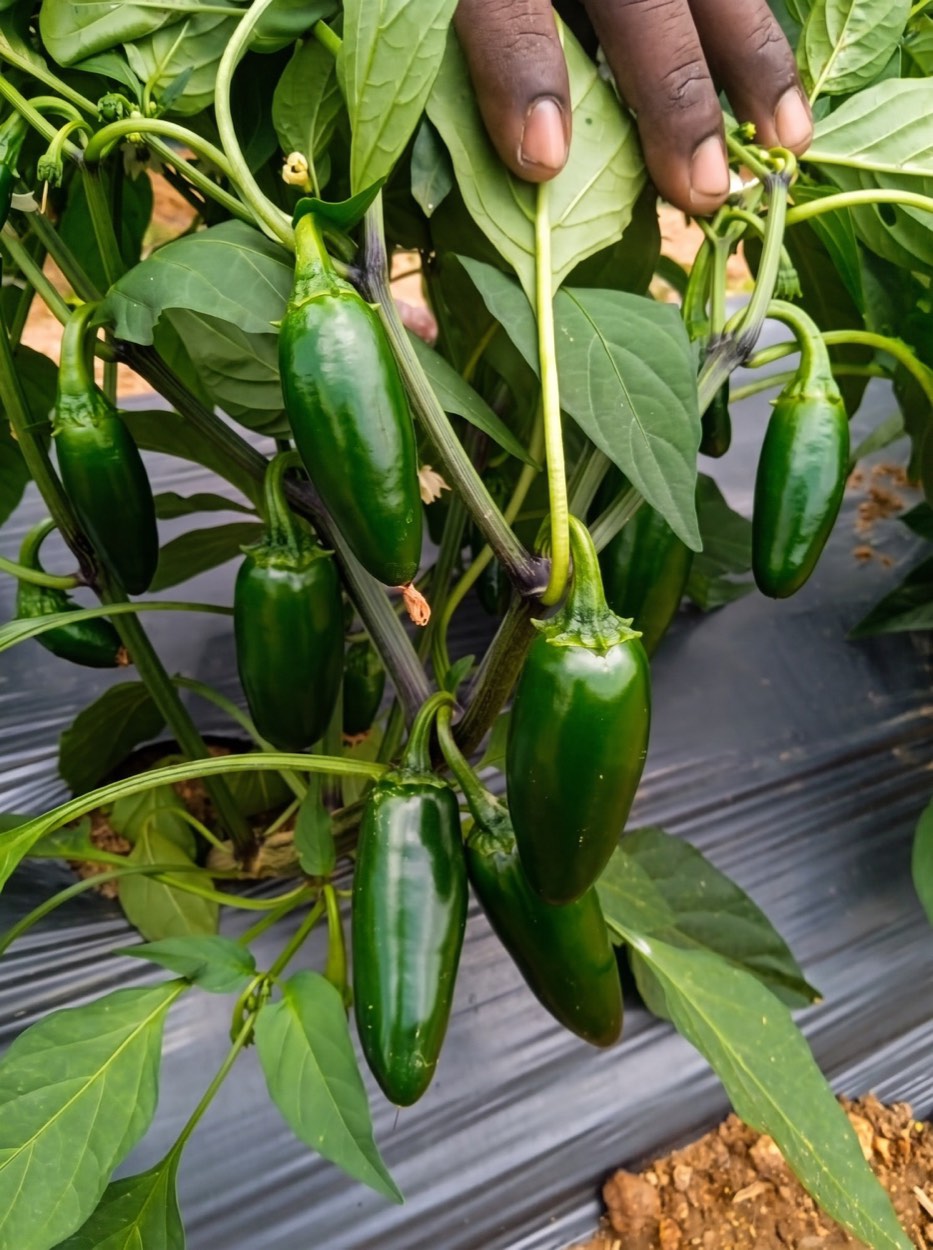 Fresh produce used in Vishaal Natural product development